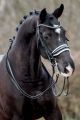 Stang en Trens Hoofdstel JUPILER White (Rondgenaaid)