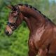 Trens hoofdstel Atari Glitter Gold (lak) BLACK LEATHER