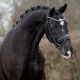 Trens hoofdstel CASANOVA BLACK (lak neusriem & lak frontriem) (Rondgenaaid)