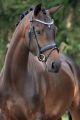 Trens hoofdstel BUDWEISER Black (mat)