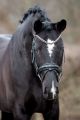 Trens hoofdstel Infiniti Black (RONDGENAAID en GLITTER en CROCO)