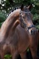 Trens hoofdstel REDFORD Glitter BLACK (lage neusriem)