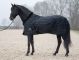 BLACKBERRY  (200 gram) VELVET Show Rug / Transport Rug / Stable Rug 
