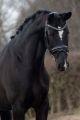 Trens Hoofdstel FRANKLIN Diamant Black