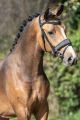 Trens hoofstel ROXETTE SILVER (Glitter neusriem)