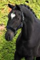 GLITTER VELVET halster BLACK