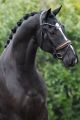 Trens hoofdstel MAGNUM II Black/Brown