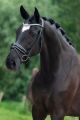 Trens hoofdstel PARADOX Glitter Silver (lak)