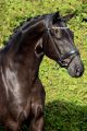 Trens hoofdstel Santana Black (rondgenaaid) (lak)