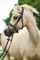 Trens Hoofdstel ROLEX Black-