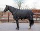 Winterdeken Davos Black 1680D (300 grams) (afneembare hals) 