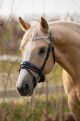 Trens hoofdstel Atari Glitter Dark Grey (lak) BROWN LEATHER