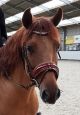 Trens hoofdstel Hazel (COGNAC)
