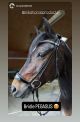 Trens hoofdstel Pegasus (lage neusriem)