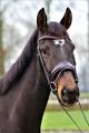Trens hoofdstel Calypso PINK