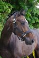 Halster Fleece Black BLING BLING