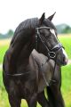 Trens hoofdstel Valegro Black 