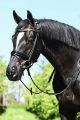 Trens hoofdstel Westpoint Black (rondgenaaid)