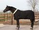 Show Rug / Transport Rug / Stable Rug BLACK (200 gram)